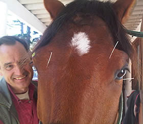 Dr Jan Still with a horse receiving acupuncture
